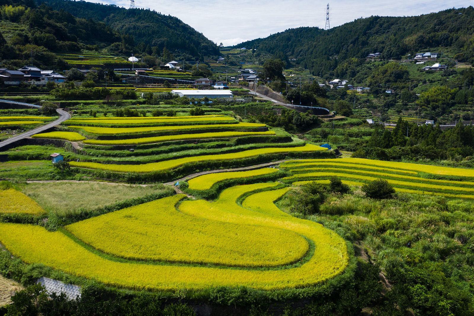 佐那河内村の棚田の写真